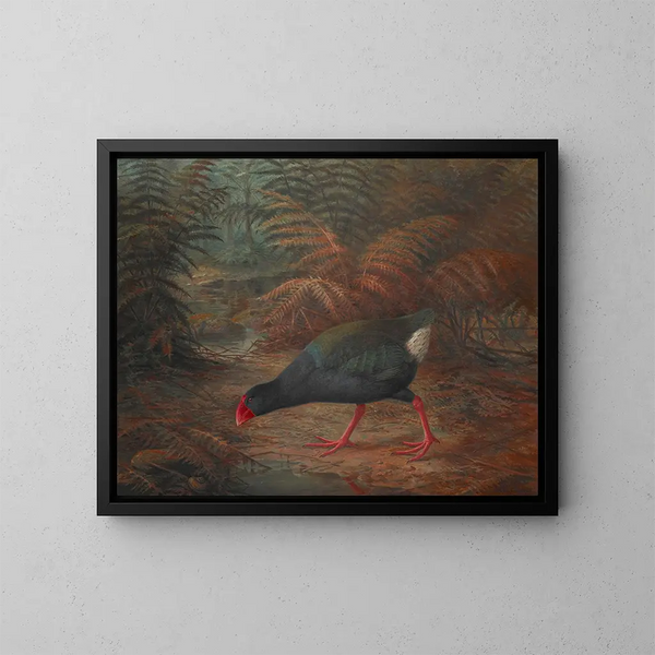 Un moho takahe Notornis mantelli - John Gerrard Keulemans — kehystetty taideteos seinällä