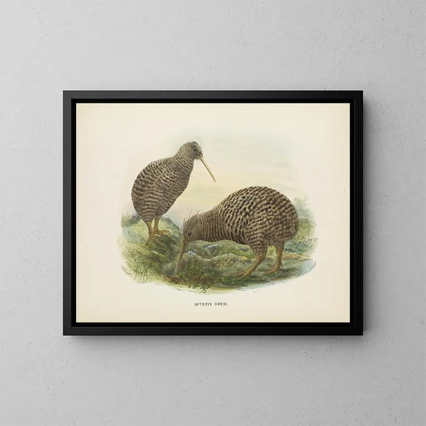 Apteryx oweni - John Gerrard Keulemans — kehystetty taideteos seinällä