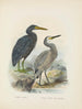 Ardea sacra et Ardea hollandiae - John Gerrard Keulemans — näkymä teoksesta