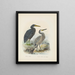 Ardea sacra et Ardea hollandiae - John Gerrard Keulemans — kehystetty taideteos seinällä
