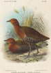 Filippiinien linnut - John Gerrard Keulemans — näkymä teoksesta