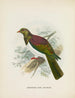 Carpophaga de Nouvelle-Zélande - John Gerrard Keulemans — näkymä teoksesta
