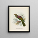 Carpophaga de Nouvelle-Zélande - John Gerrard Keulemans — kehystetty taideteos seinällä