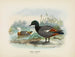 Casarca variegata mâle et femelle - John Gerrard Keulemans — näkymä teoksesta