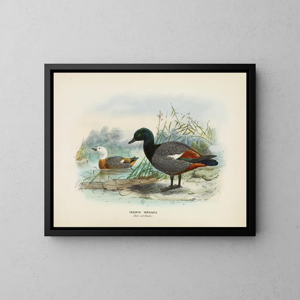 Casarca variegata mâle et femelle - John Gerrard Keulemans — kehystetty taideteos seinällä