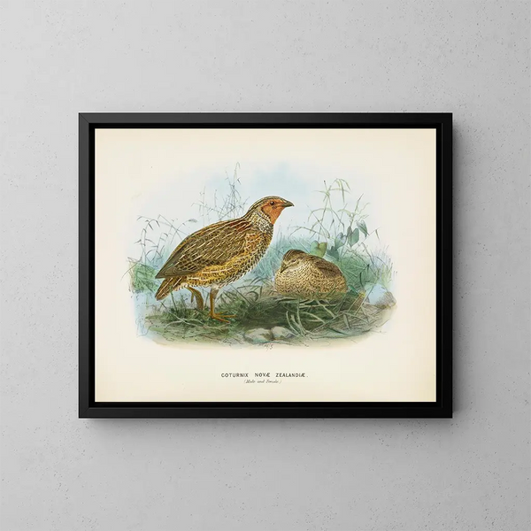 Uuden-Seelannin kyyhkynen uros ja naaras - John Gerrard Keulemans — kehystetty taideteos seinällä
