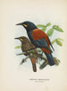 Créations carnuculatus - John Gerrard Keulemans — näkymä teoksesta