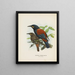 Créations carnuculatus - John Gerrard Keulemans — kehystetty taideteos seinällä