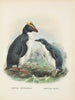 Eudyptes chrysocomus et Eudyptula minori - John Gerrard Keulemans — näkymä teoksesta