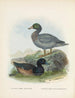 Fuligula new zealandiae et Hymenolaemus malacorhynchus - John Gerrard Keulemans — näkymä teoksesta