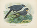 Glaucopis wilsoni et Glaucopis cinerea - John Gerrard Keulemans — näkymä teoksesta