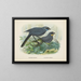 Glaucopis wilsoni et Glaucopis cinerea - John Gerrard Keulemans — kehystetty taideteos seinällä