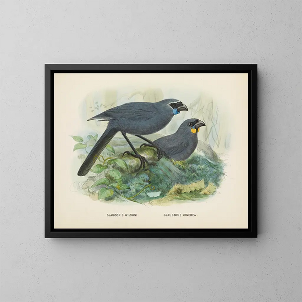 Glaucopis wilsoni et Glaucopis cinerea - John Gerrard Keulemans — kehystetty taideteos seinällä