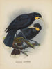 Heteralocha acutirostris - John Gerrard Keulemans — näkymä teoksesta