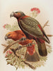 Perroquet Kaka et variété Kakakura Nestor meridionalis - John Gerrard Keulemans — näkymä teoksesta
