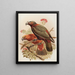 Perroquet Kaka et variété Kakakura Nestor meridionalis - John Gerrard Keulemans — kehystetty taideteos seinällä