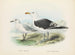 Larus bulleri ja Larus dominicanus - John Gerrard Keulemans — näkymä teoksesta