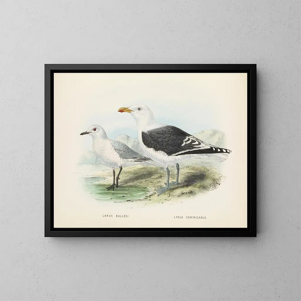 Larus bulleri ja Larus dominicanus - John Gerrard Keulemans — kehystetty taideteos seinällä