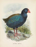 Couvertures Notornis - John Gerrard Keulemans — näkymä teoksesta