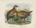 Ocydromus earli ja Ocydromus australis - John Gerrard Keulemans — näkymä teoksesta