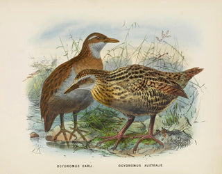 Ocydromus earli ja Ocydromus australis - John Gerrard Keulemans — näkymä teoksesta