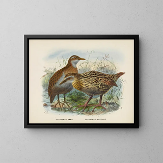 Ocydromus earli ja Ocydromus australis - John Gerrard Keulemans — kehystetty taideteos seinällä