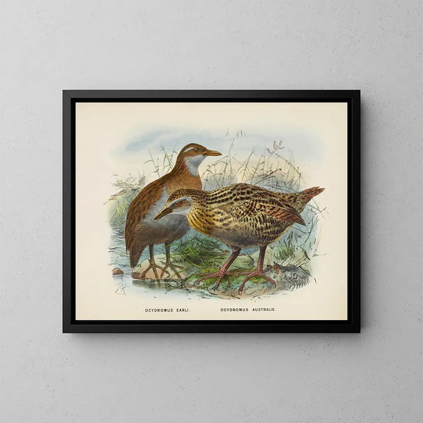 Ocydromus earli ja Ocydromus australis - John Gerrard Keulemans — kehystetty taideteos seinällä
