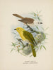 Orthonyx albicilla et Orthonyx ochrocephala - John Gerrard Keulemans — näkymä teoksesta