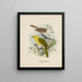 Orthonyx albicilla et Orthonyx ochrocephala - John Gerrard Keulemans — kehystetty taideteos seinällä