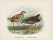 Ortygometra affinis ja Ortygometra tabuensis - John Gerrard Keulemans — näkymä teoksesta