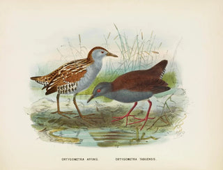 Ortygometra affinis ja Ortygometra tabuensis - John Gerrard Keulemans — näkymä teoksesta