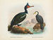 Cormorans à caroncules ja cormorans à bec court - John Gerrard Keulemans — näkymä teoksesta