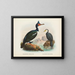 Cormorans à caroncules ja cormorans à bec court - John Gerrard Keulemans — kehystetty taideteos seinällä