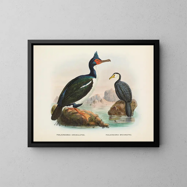 Cormorans à caroncules ja cormorans à bec court - John Gerrard Keulemans — kehystetty taideteos seinällä