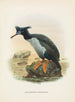 Phalacrocorax featherstoni - John Gerrard Keulemans — näkymä teoksesta