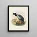 Phalacrocorax featherstoni - John Gerrard Keulemans — kehystetty taideteos seinällä