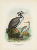 Phalacrocorax punctatus mâle et femelle - John Gerrard Keulemans — näkymä teoksesta