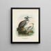 Phalacrocorax punctatus mâle et femelle - John Gerrard Keulemans — kehystetty taideteos seinällä