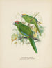 Platycercus auriceps Platycercus Nouvelle-Zélande - John Gerrard Keulemans — näkymä teoksesta