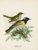 Mâle et femelle entourés de pogonornis - John Gerrard Keulemans — näkymä teoksesta