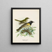 Mâle et femelle entourés de pogonornis - John Gerrard Keulemans — kehystetty taideteos seinällä