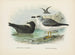 Puffin fuligineux et Puffin de Lessoni - John Gerrard Keulemans — näkymä teoksesta