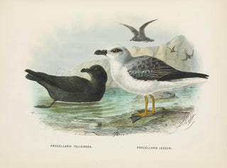 Puffin fuligineux et Puffin de Lessoni - John Gerrard Keulemans — näkymä teoksesta