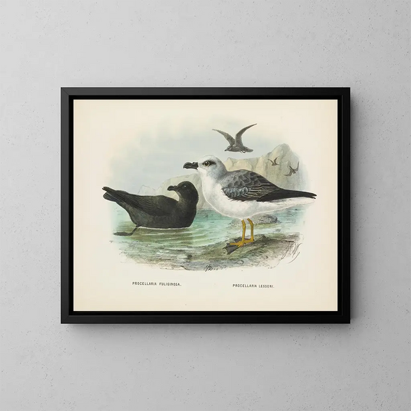 Puffin fuligineux et Puffin de Lessoni - John Gerrard Keulemans — kehystetty taideteos seinällä