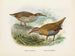 Rallus philipensis ja Rallus dieffenbachii - John Gerrard Keulemans — näkymä teoksesta