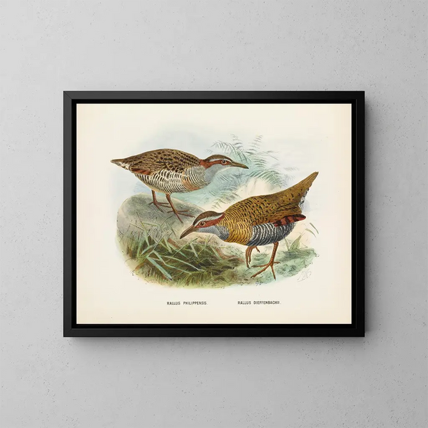 Rallus philipensis ja Rallus dieffenbachii - John Gerrard Keulemans — kehystetty taideteos seinällä