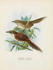 Spenoeacus punctatus et Spenoeacus rufescens - John Gerrard Keulemans — näkymä teoksesta