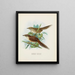 Spenoeacus punctatus et Spenoeacus rufescens - John Gerrard Keulemans — kehystetty taideteos seinällä