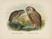 Spiloglaux de Nouvelle-Zélande et Sceloglaux à face blanche - John Gerrard Keulemans — näkymä teoksesta