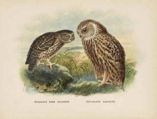 Spiloglaux de Nouvelle-Zélande et Sceloglaux à face blanche - John Gerrard Keulemans — näkymä teoksesta